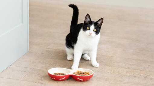 What to Feed a Kitten Best Food for Kittens Purina